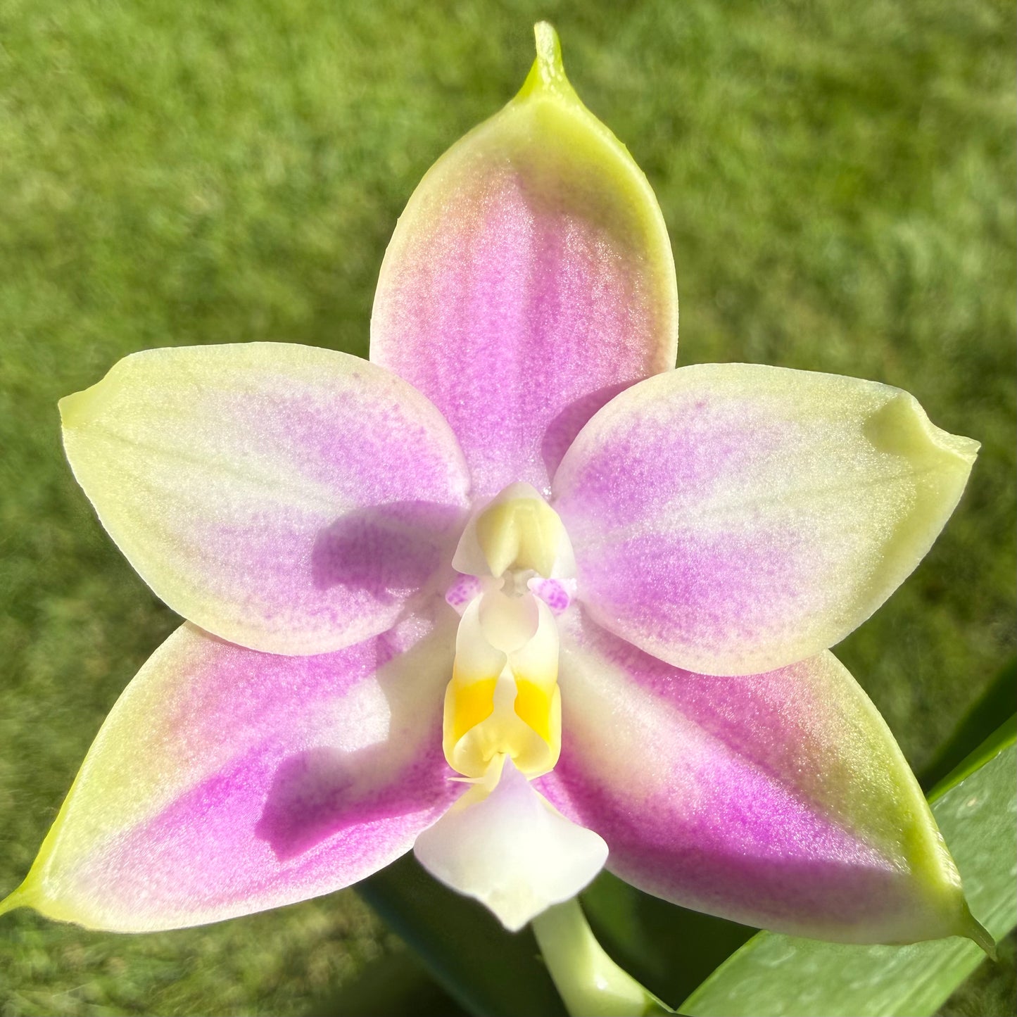 Phalaenopsis Mituo Blue Sphinx