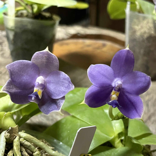 FlaskQA210 - Phal. Mainshow Sapphire ‘Best’ x Phal. (Samera x LL Blue Eagle) ‘blue’
