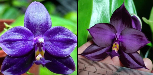 BKH2315A - Phal. (Yaphon Super Jaguar X (Yaphon Super Jaguar X Samera)) 'King' x Phal. (Yaphon Super Jaguar X (Yaphon Super Jaguar X Samera)) 'BK#2'