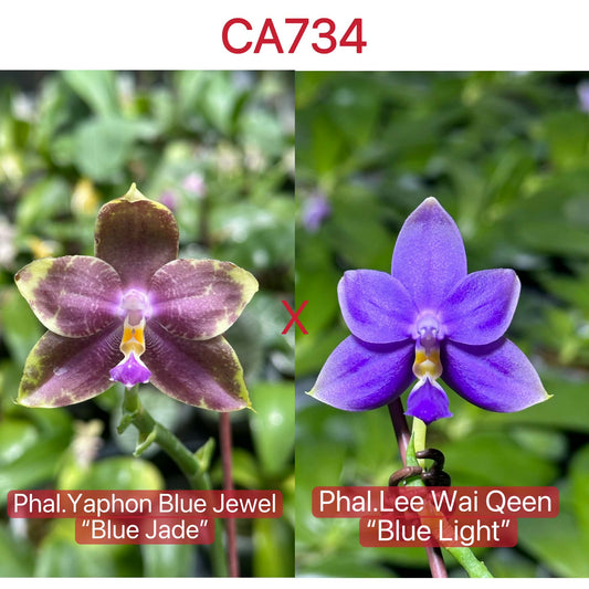 Parent blooms of Novelty Phalaenopsis Orchid Seedlings - Unique Bluish Bloom Orchid, showing Yaphon Blue Jewel and Lee Wai Queen varieties.