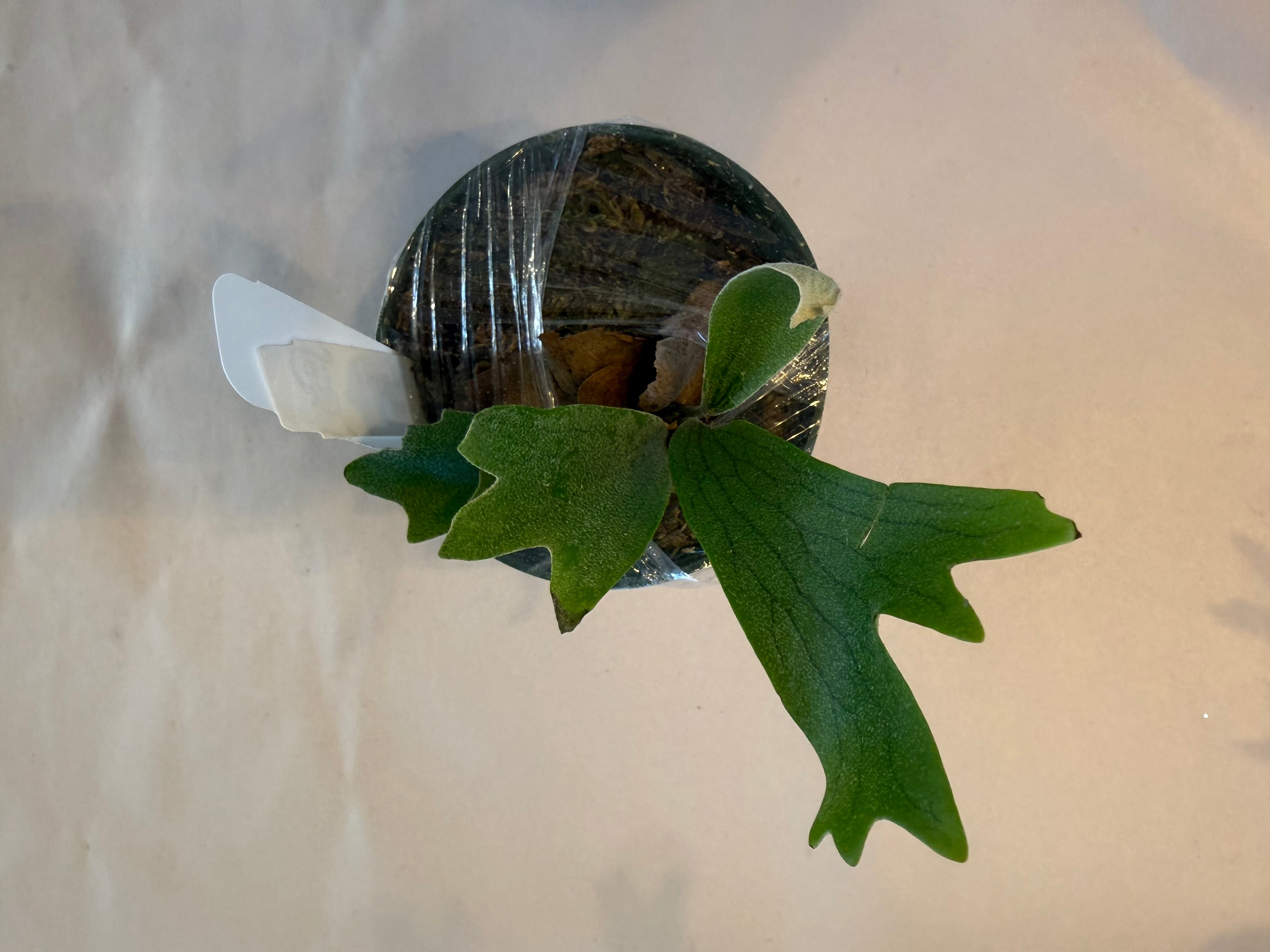 Platycerium White Wing Plant - Exotic Collectible | Medium Size