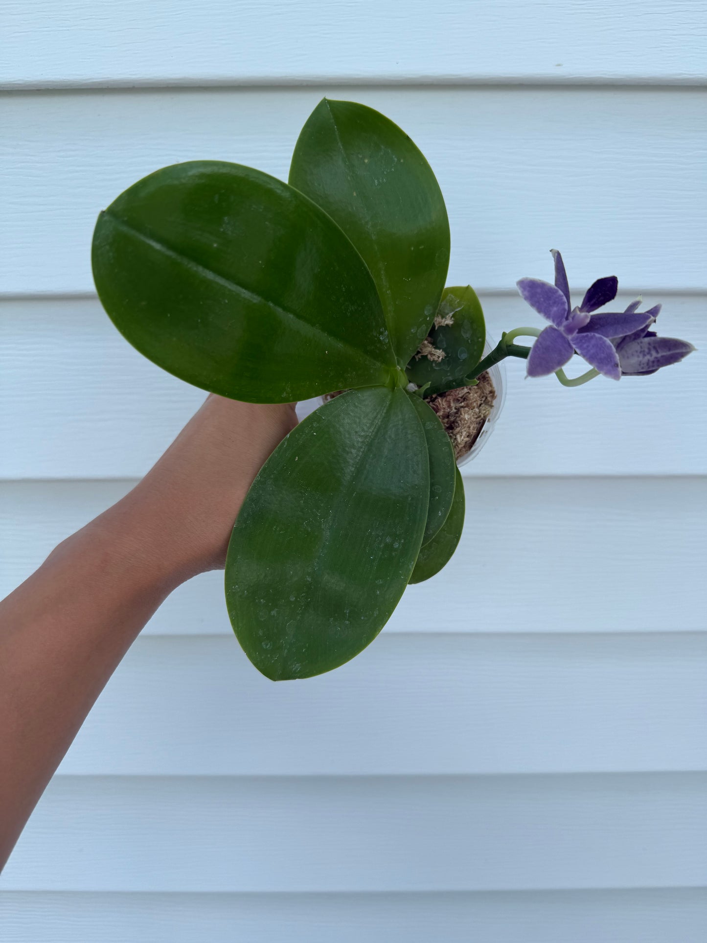 Phalaenopsis (KS Blue Ludde x Mainshow Blue Elf)