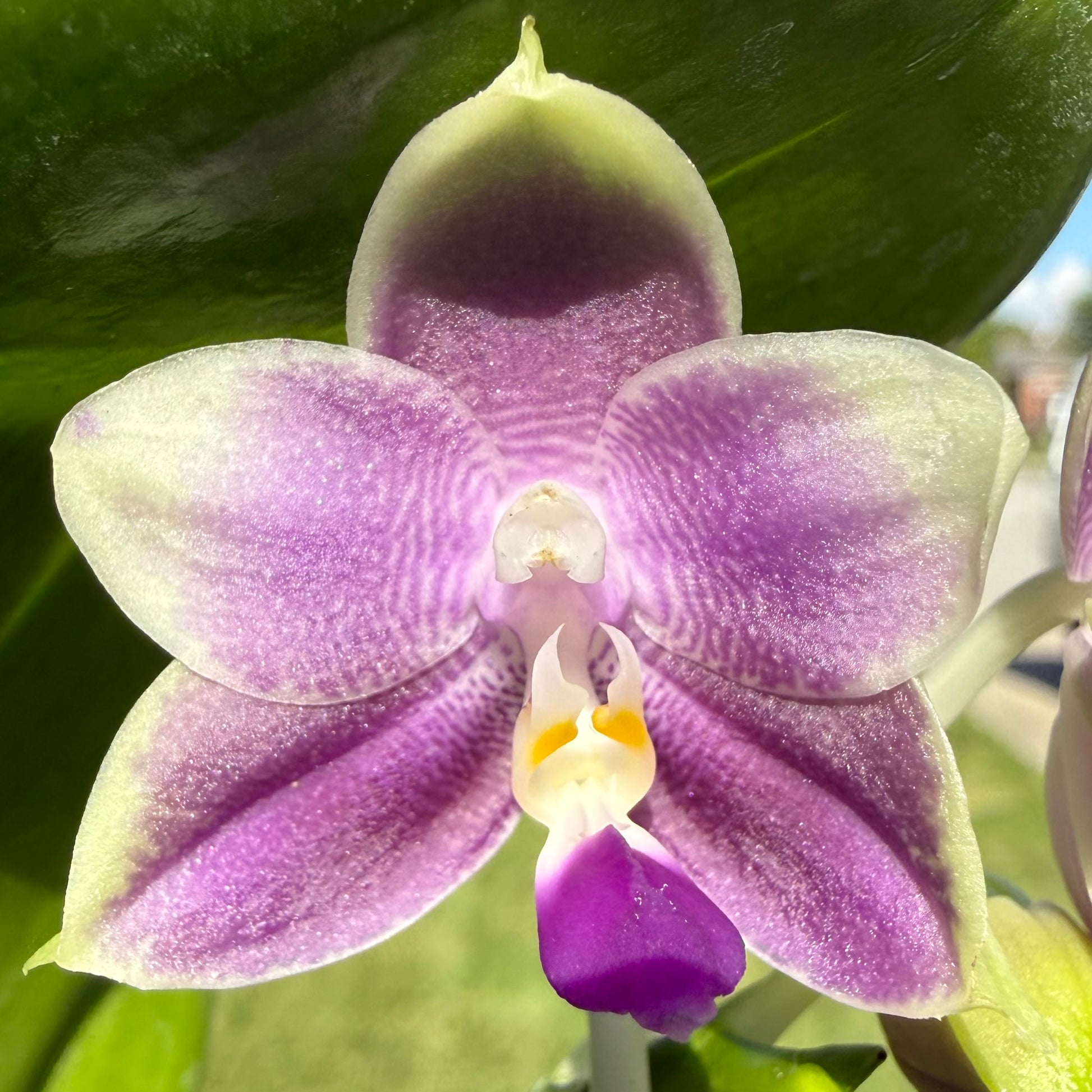 HCorchids