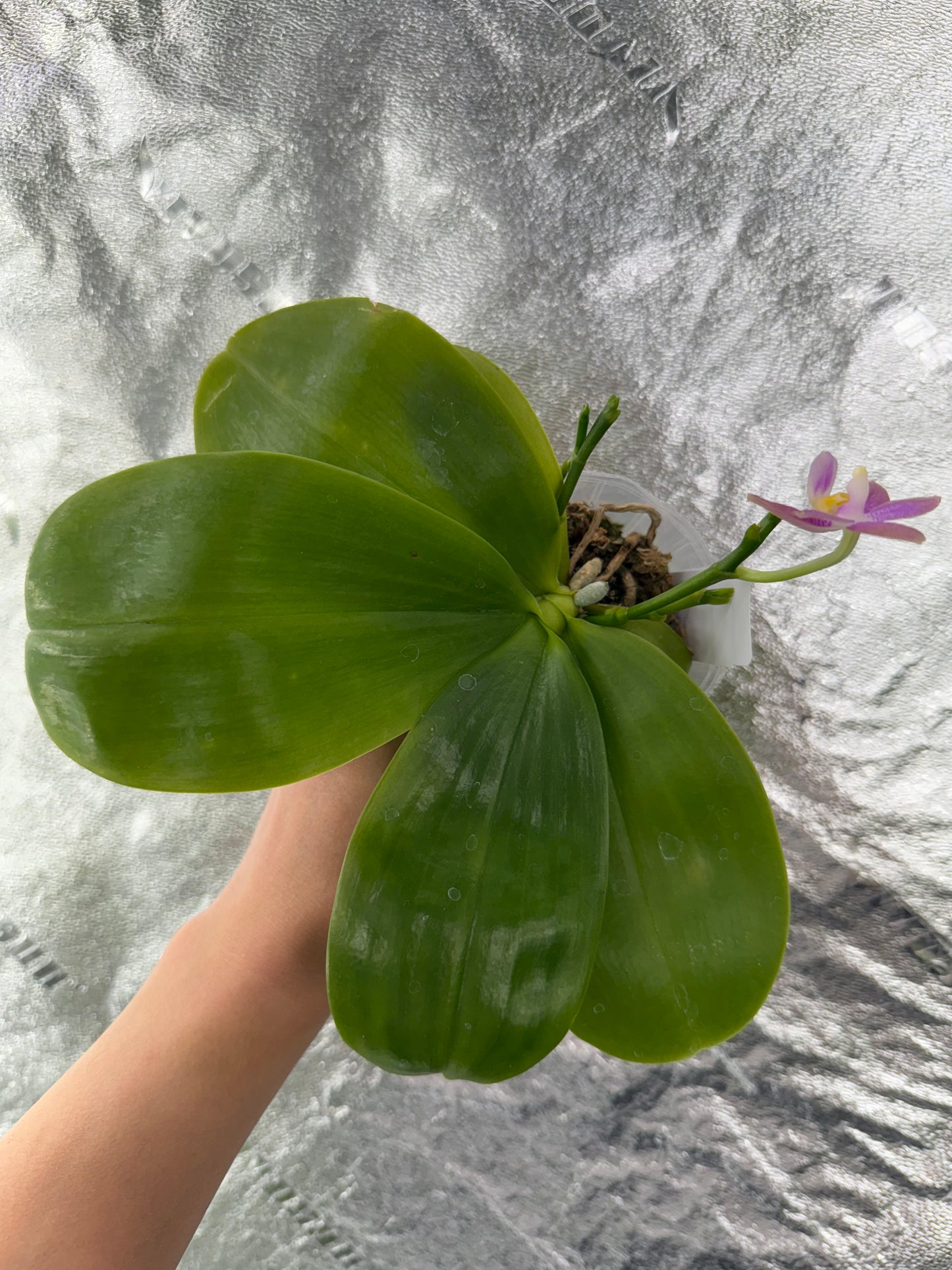 Phal. Mainshow Blue Tint x Phal. Mituo Purple Dragon