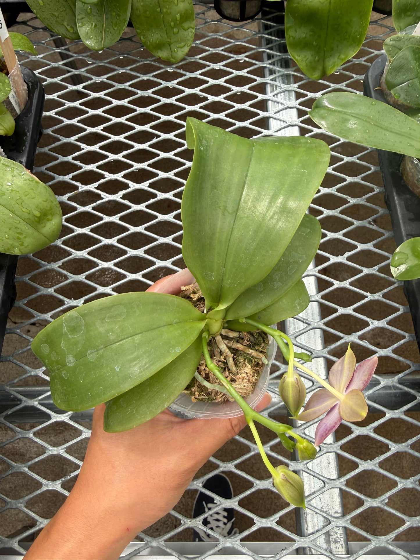 Phalaenopsis (Mainshow Sapphire x KS Blue Ludde)