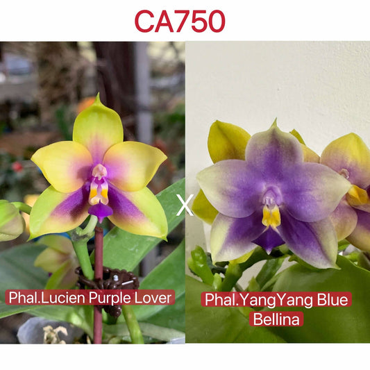 CA750 - Phal. Lucien Purple Lover x Phal. Yang Yang Blue Bellina