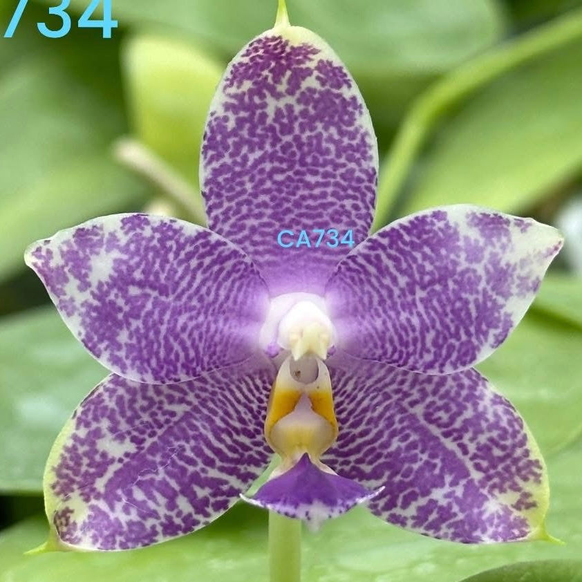 Purple and white spotted orchid flower with detailed petals