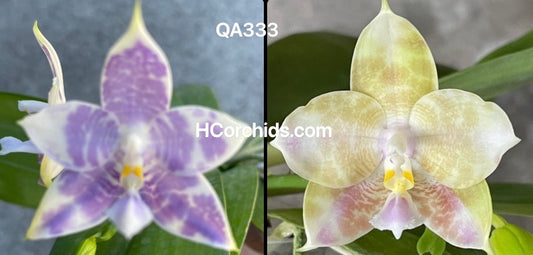Flask - Phalaenopsis (Mainshow Mermaid x (MS Blue Elf x MS Sapphire))