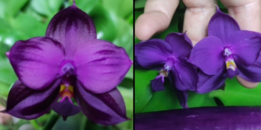 BKH2314A - Phal. ((Yaphon Super Jaguar X Samera) X Yaphon Super Jaguar) ‘Super Round’ x Phal. (Yaphon Super Jaguar X (Yaphon Super Jaguar X Samera)) ‘Best Duo Spikes’