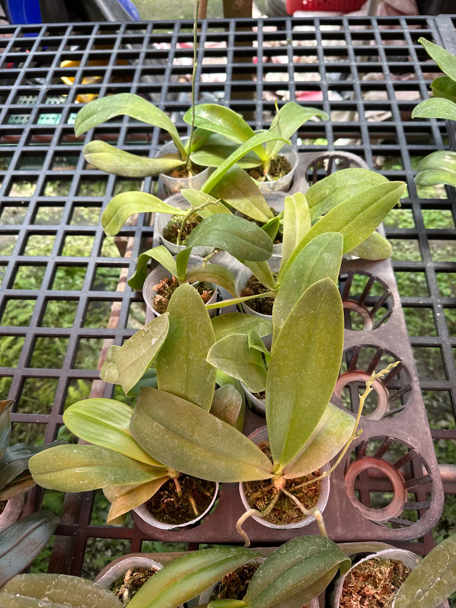 HCorchids