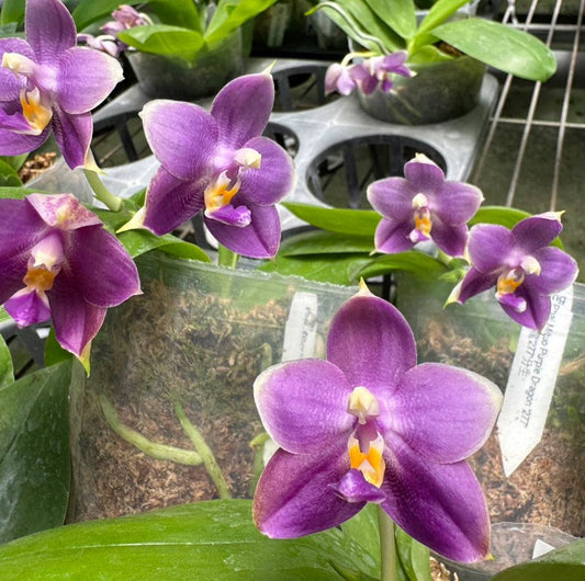 Phal. Mituo Purple Dragon