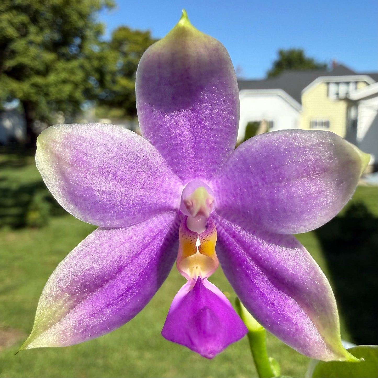 CA714 - Phal. Yaphon Blue Jewel x Phal. Yang Yang Blue Bellina