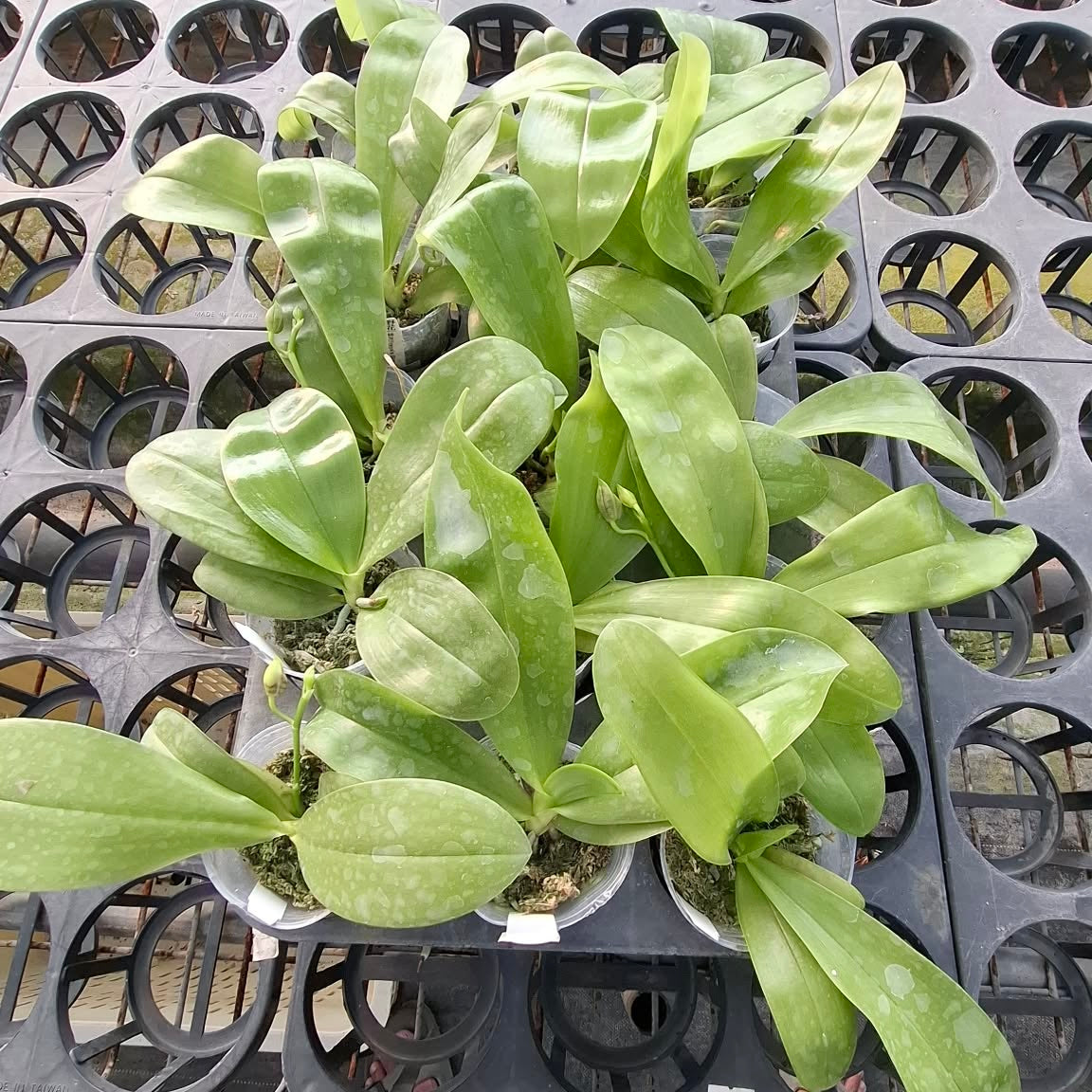 Green potted orchid plants in nursery