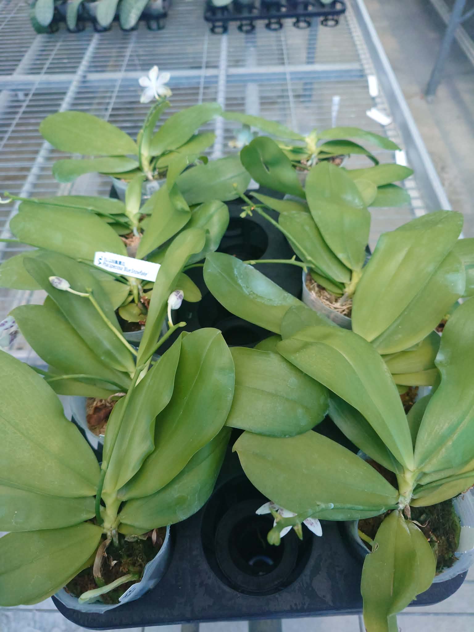 HCorchids