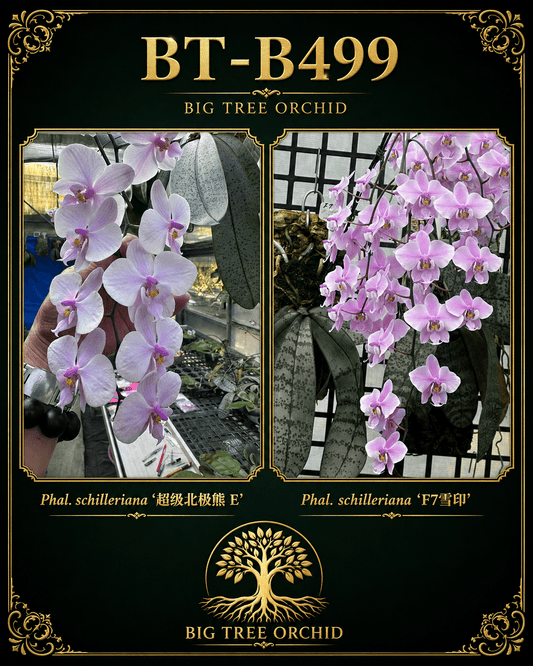 Phalaenopsis schilleriana (Super Polar Bear E x F7)