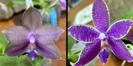QA131 Phal. Mainshow Sapphire x Phal. KS Blue Ludde 319