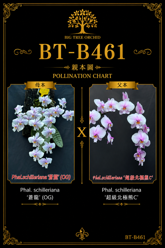 Phalaenopsis schilleriana (蒼龍 x Super Polar Bear C)