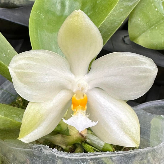 Phalaenopsis micholitzii x sib orchid with creamy white petals and yellow lip, a rare novelty orchid for indoor plant collections.