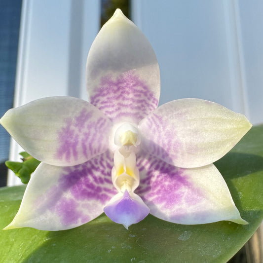 Phal. Mainshow Blue Wave x Phal. Mituo Purple Dragon