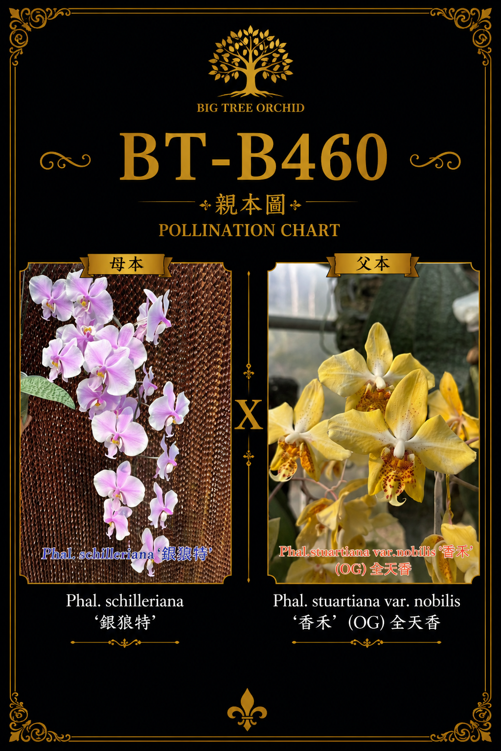 Phalaenopsis (schilleriana ‘银狼特’ x stuartiana ‘香黄史’)