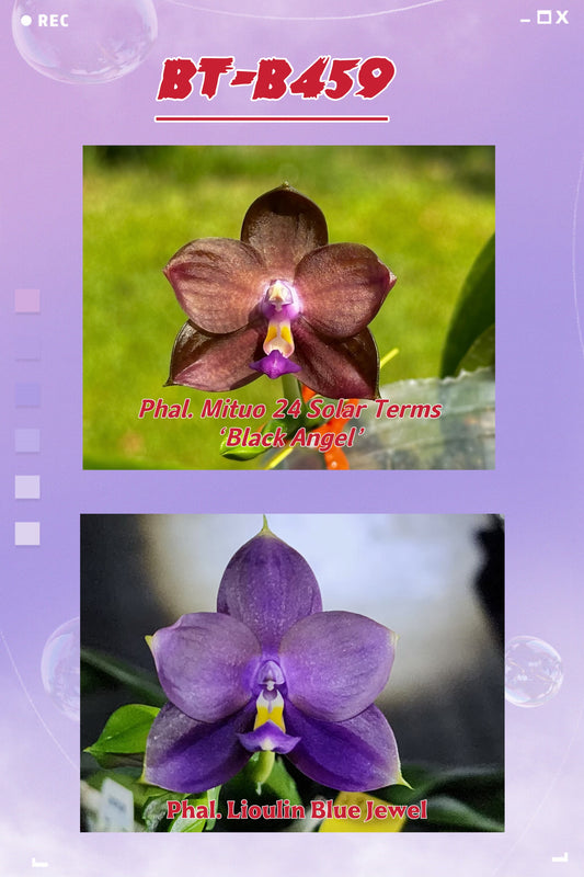 Phalaenopsis BT Black Jack novelty orchid seedling in pot