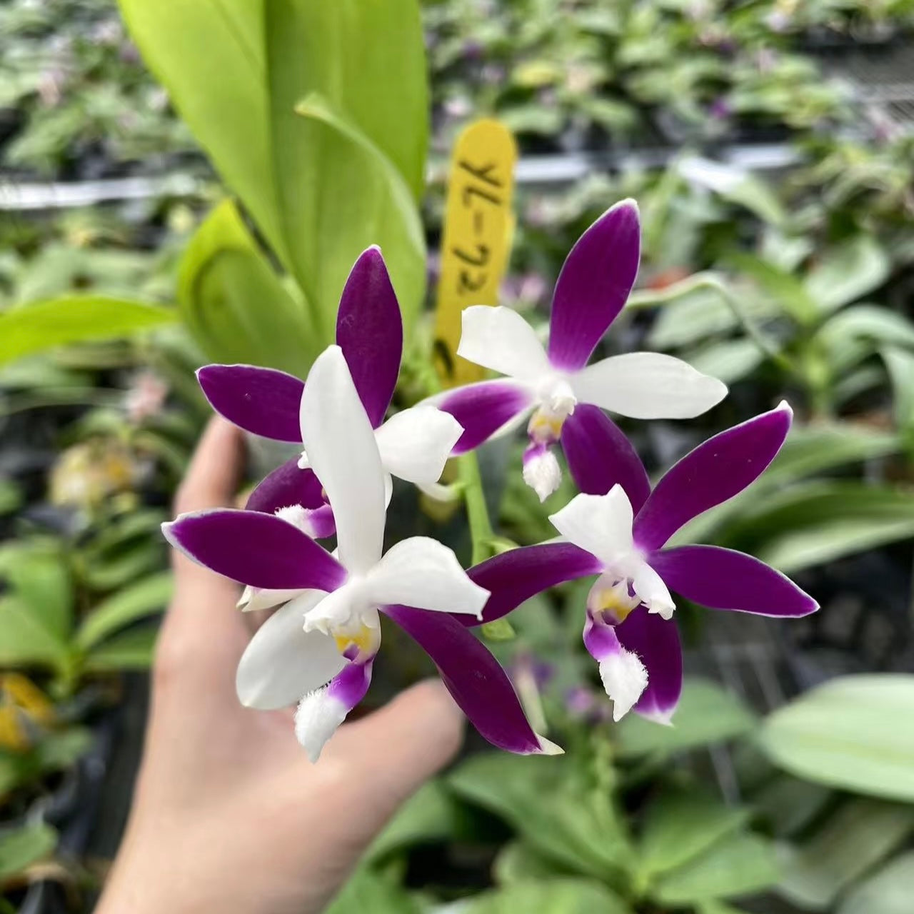 Close-up of Phalaenopsis Blue Dragonfly orchid flowers with vibrant purple and white petals, perfect for home and garden décor.