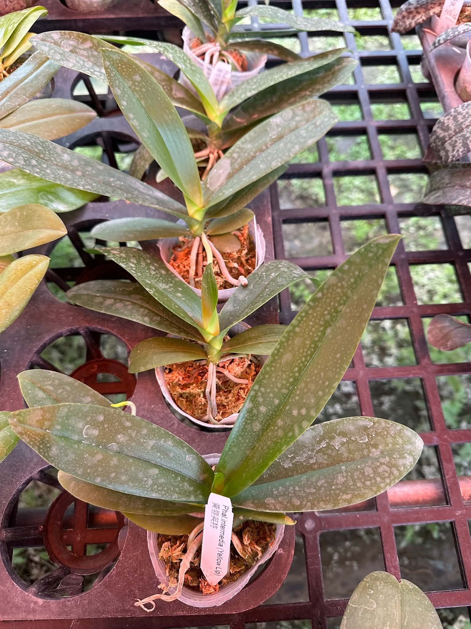HCorchids