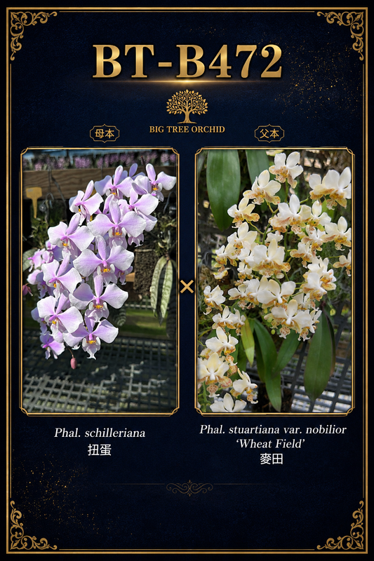 Phalaenopsis (schilleriana ‘扭蛋’ x stuartiana ‘香黄史’)