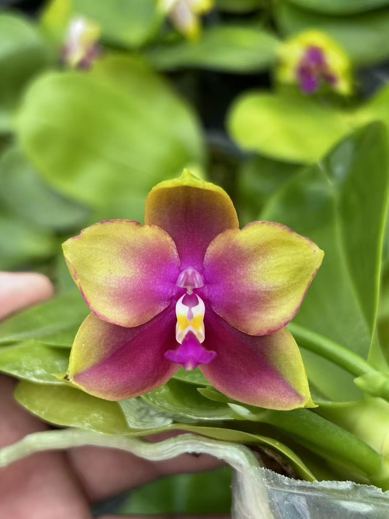 Close-up of yellow and pink Phalaenopsis orchid flower