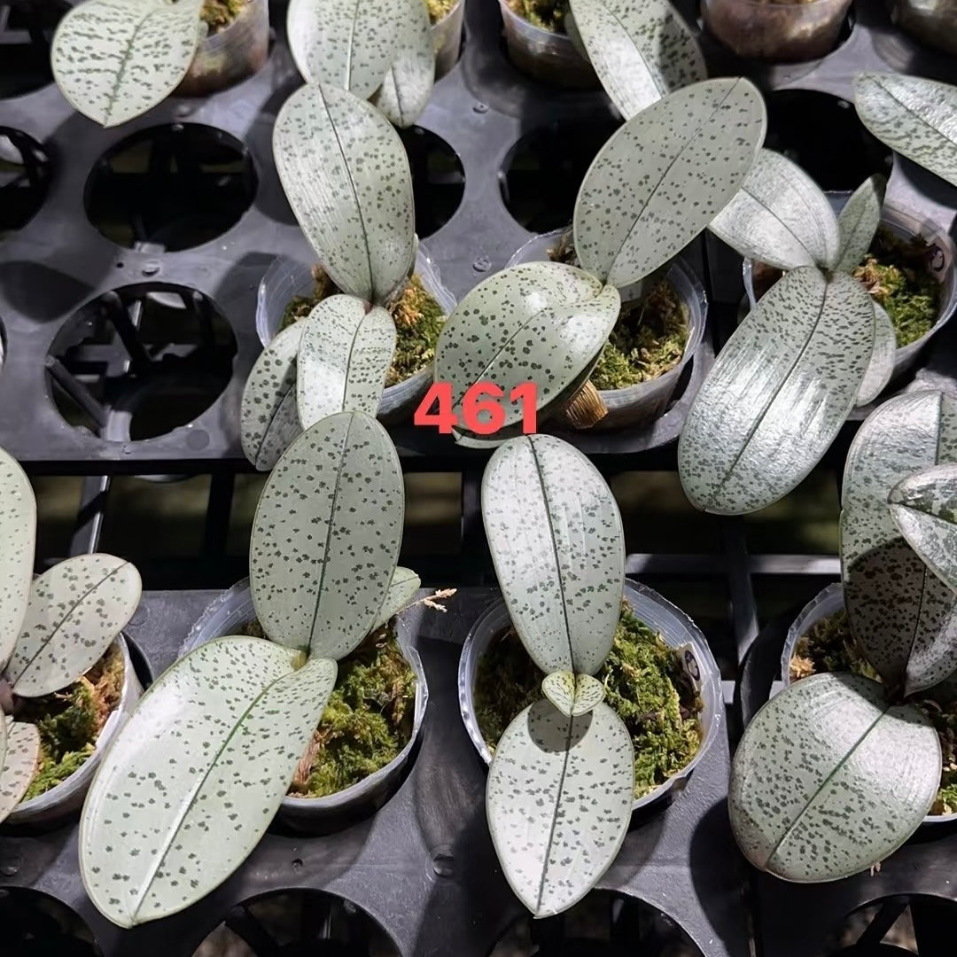HCorchids