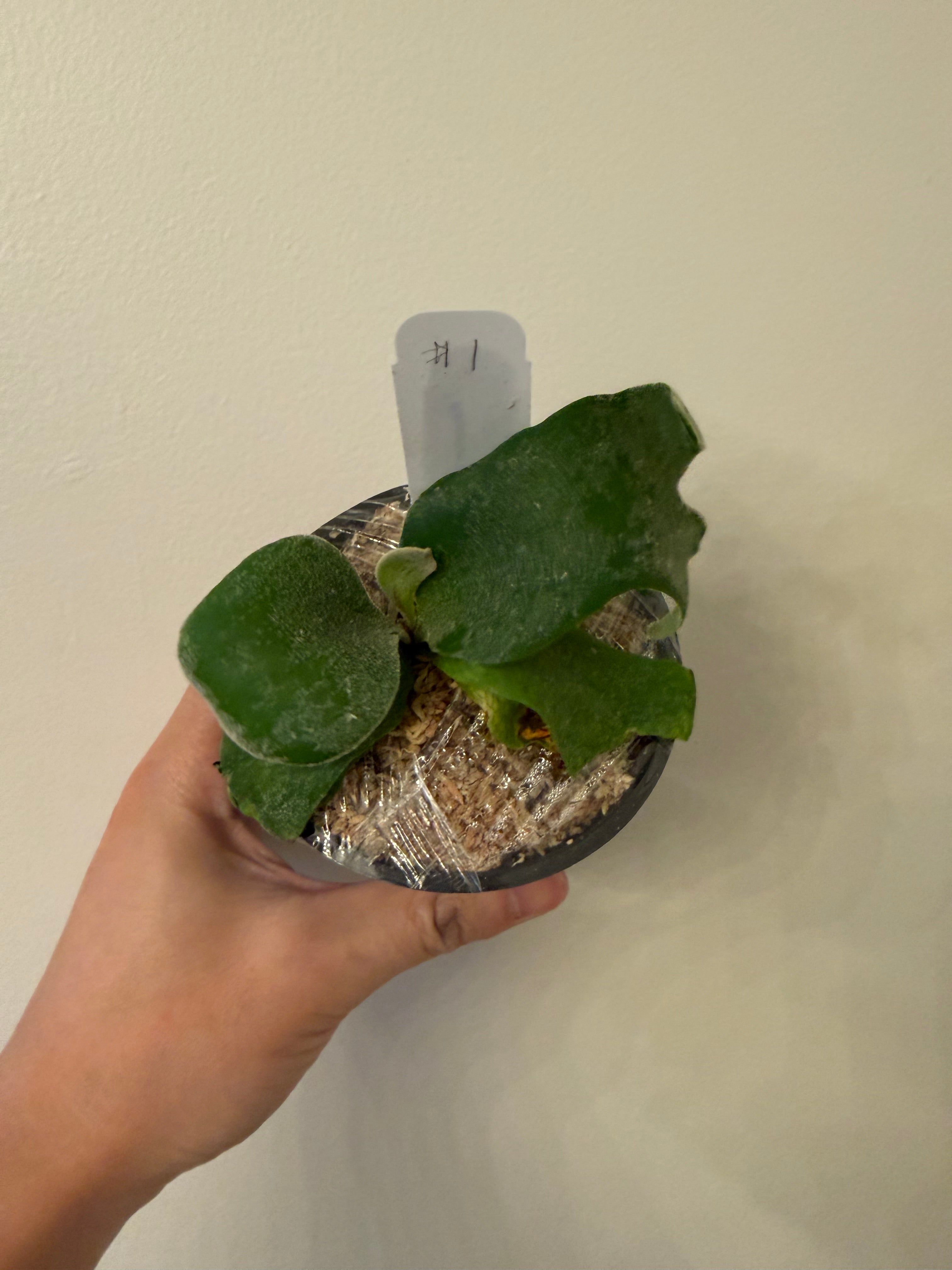 Platycerium Willinckii spore - Platycerium Willinckii spore