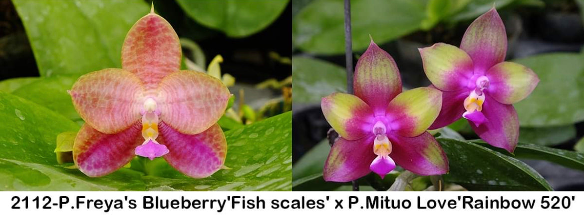 Phal. Freya's Blueberry'Fish scales' x P. Mituo Love'Rainbow 520'