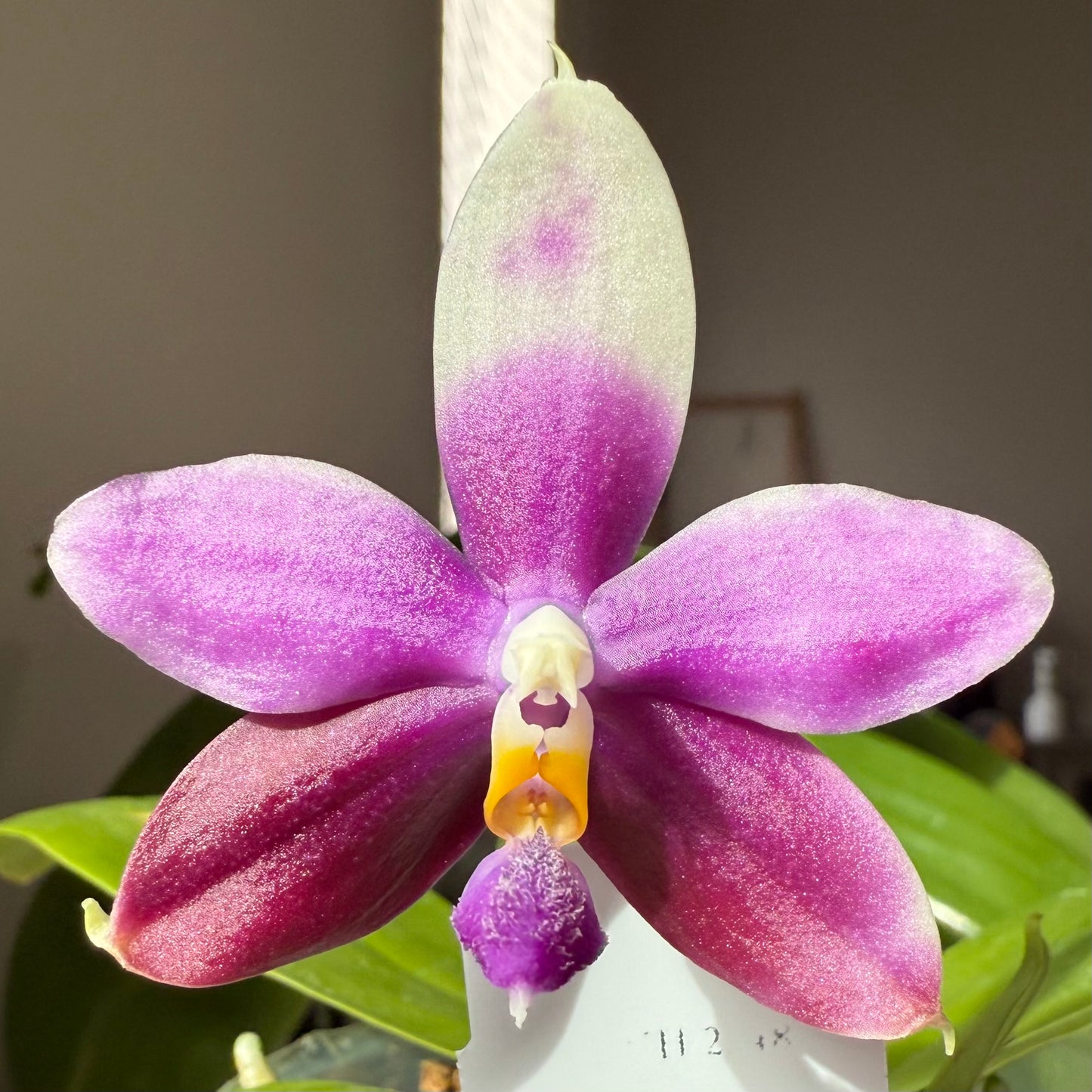 P. Jennifer Palermo x P. ChienLung Red King) fma. indigo X P. Yaphon GG