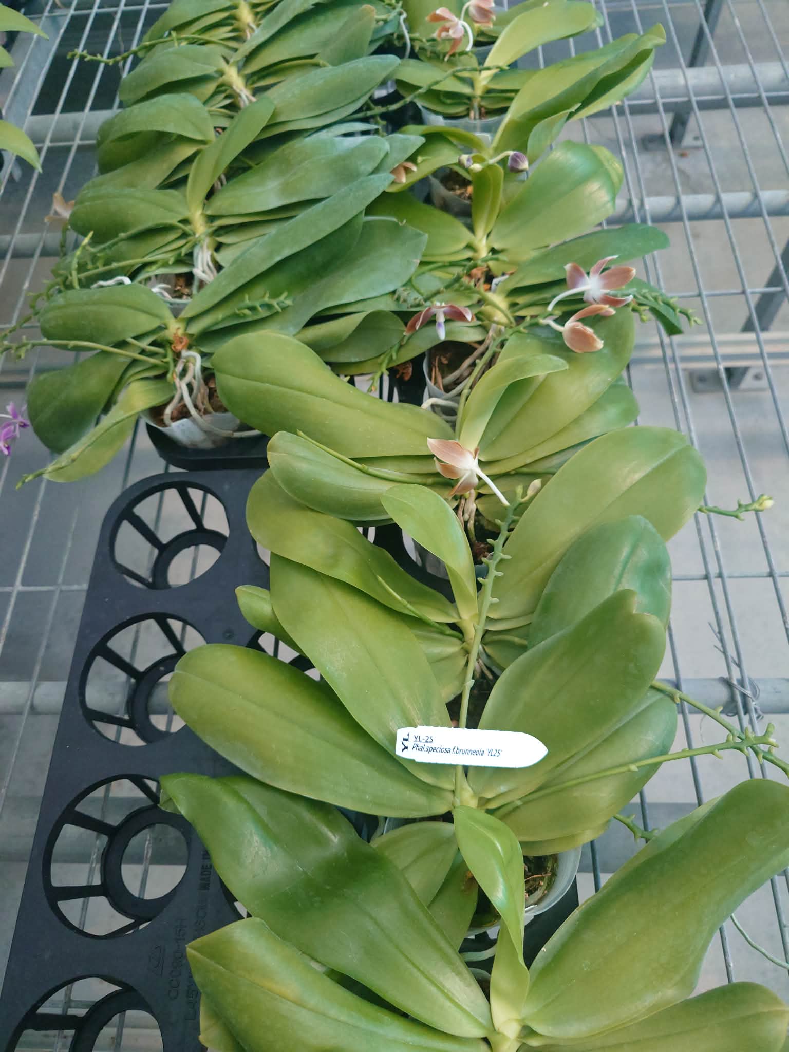 HCorchids