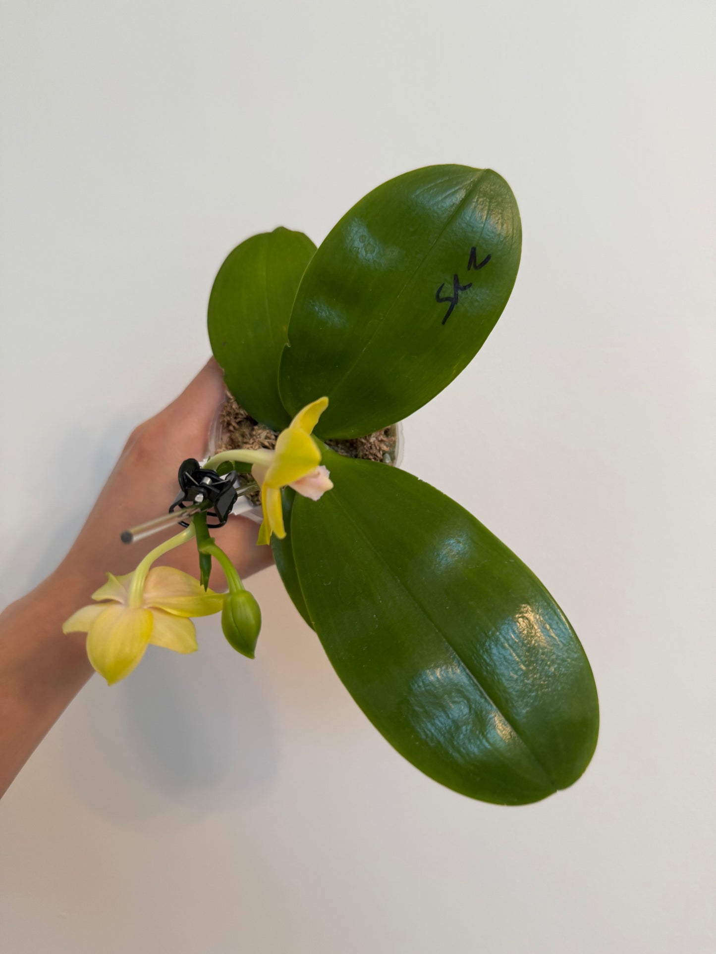 Phal. Mituo Gelb Eagle X Phal. GH King Star