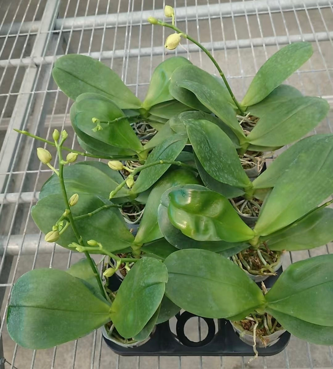 Young Phalaenopsis Chienlung Black Parrot ‘CL Snake’ AM/AOS YL175 plants in nursery tray with budding spikes, ready for home garden cultivation.