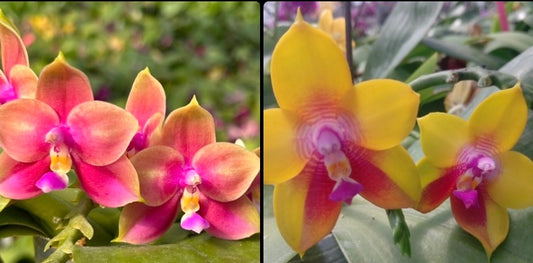 Pink and yellow Phalaenopsis orchid seedling in 2.5 inch pot