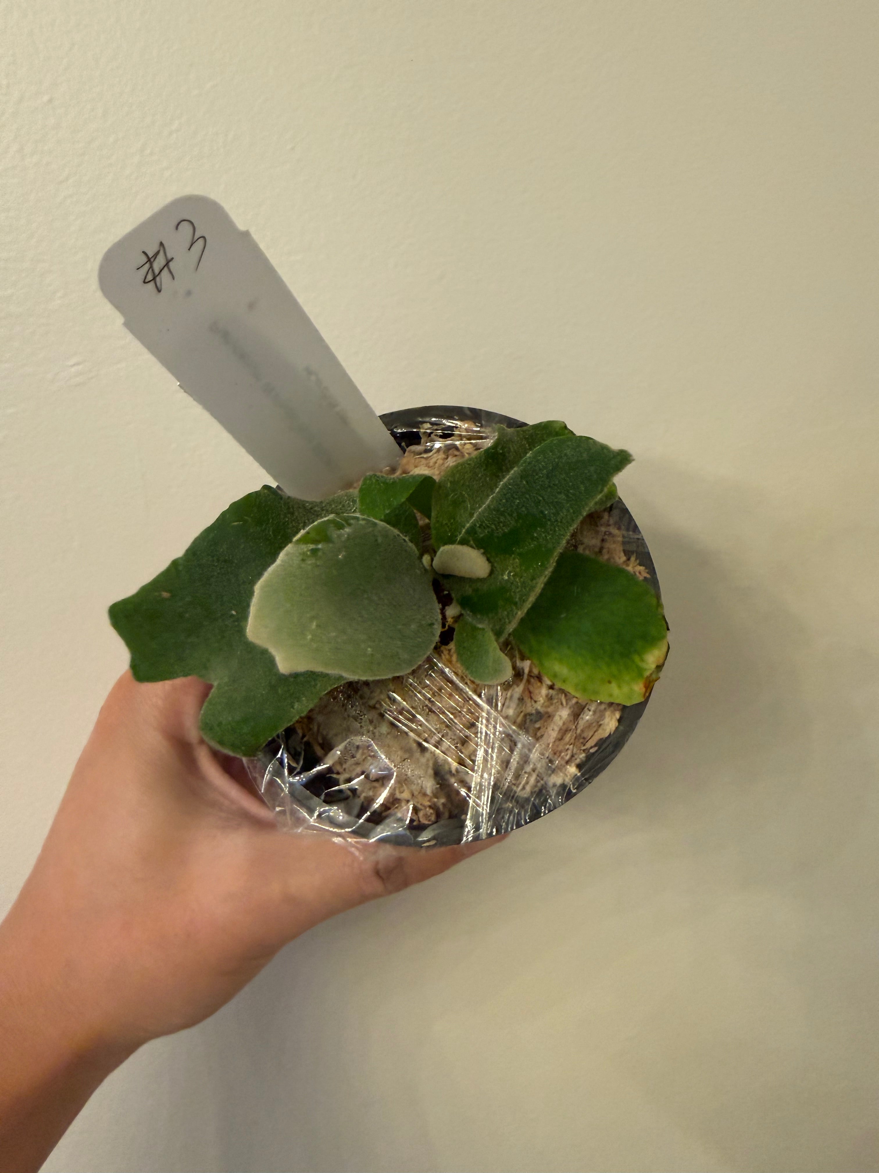 Platycerium Willinckii spore - Platycerium Willinckii spore