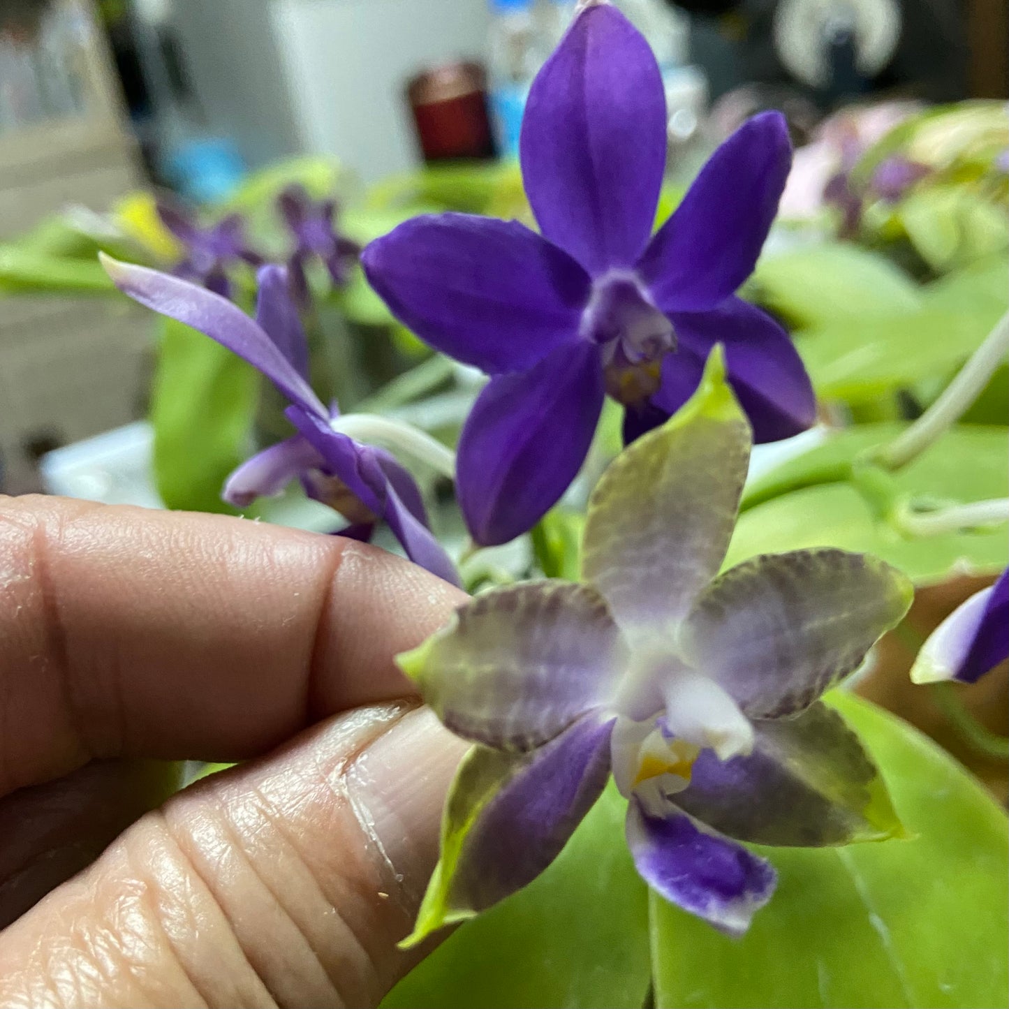 QA127 Phal. Mainshow Magic x Phal. Norman's Blue Jennifer #3