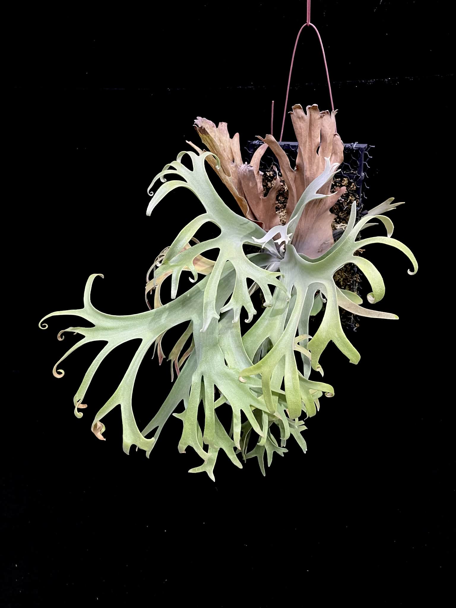 Platycerium Sa Sa Ya spores from compact Willinckii plant with yellow-silvery fronds, ideal for home garden fern collections.