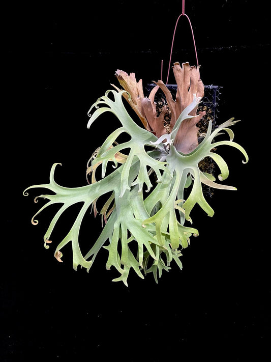 Platycerium Sa Sa Ya spores from compact Willinckii plant with yellow-silvery fronds, ideal for home garden fern collections.