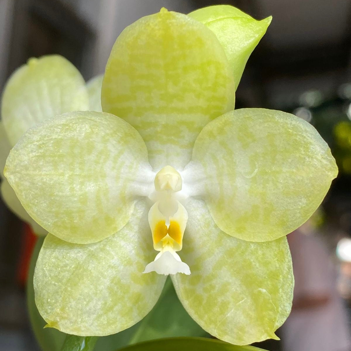 QM158- Phal. Mainshow Sunshine ‘Green’