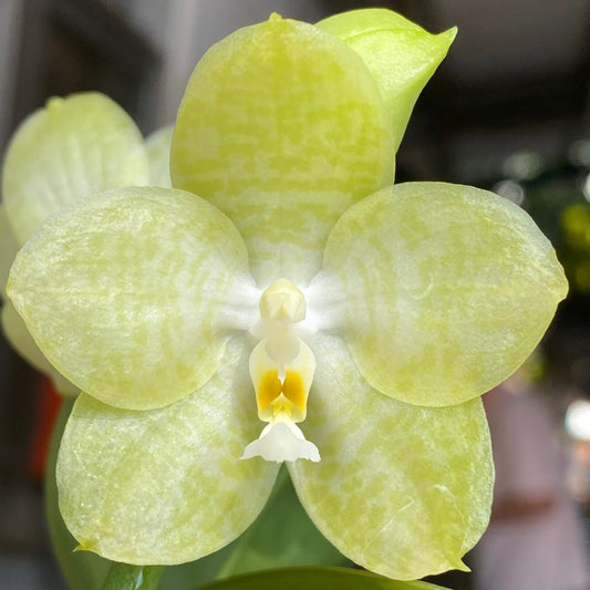 QM158- Phal. Mainshow Sunshine ‘Green’