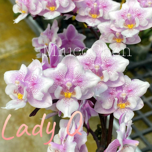 Phal. Lady Q