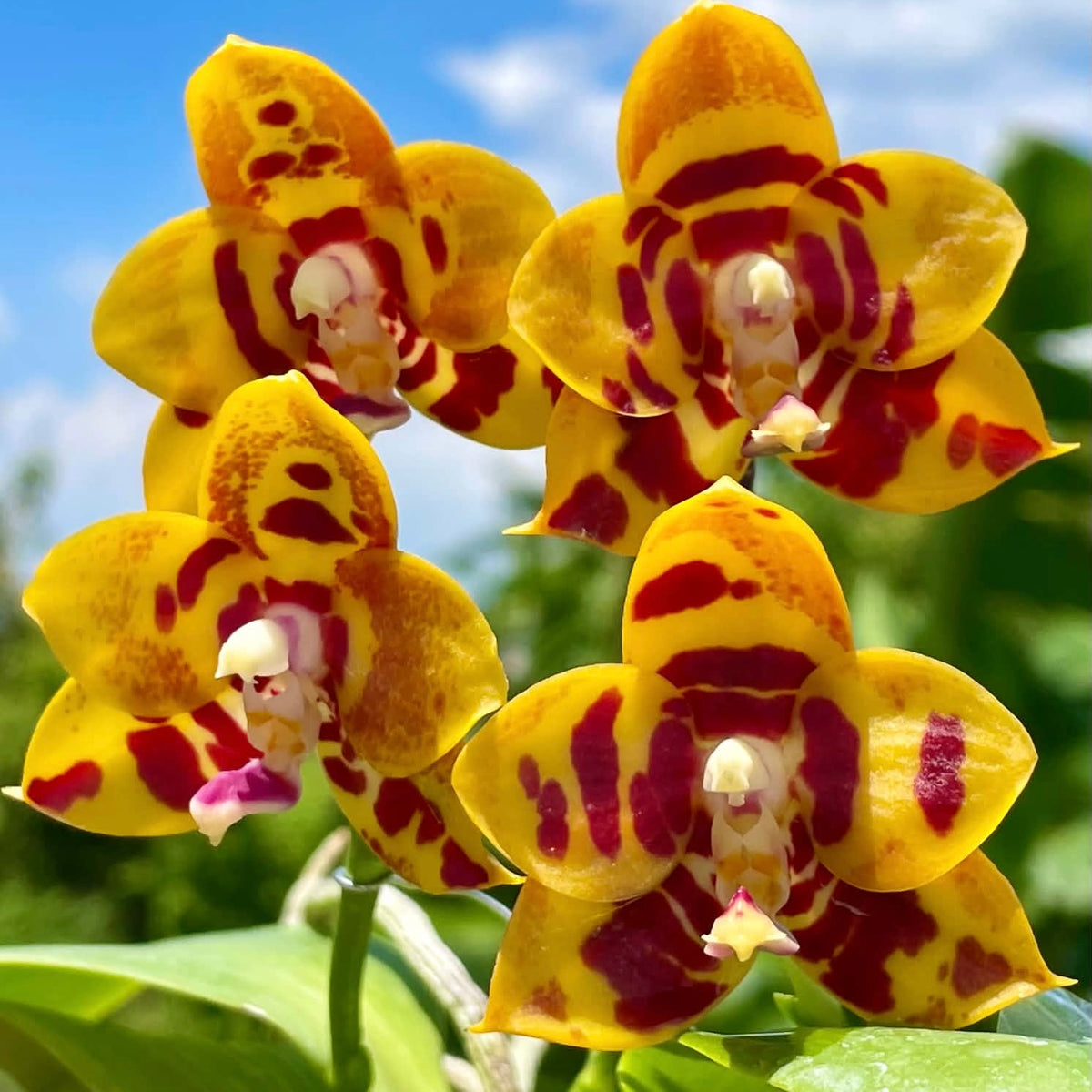 HCorchids