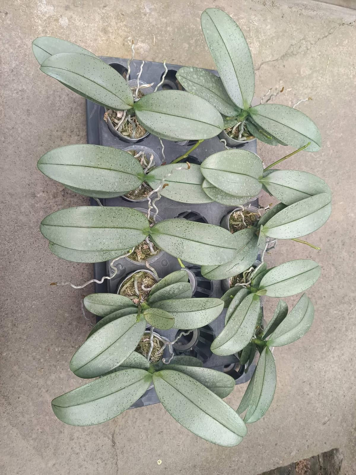 Multiple green Phalaenopsis orchid plants in pots on a concrete surface
