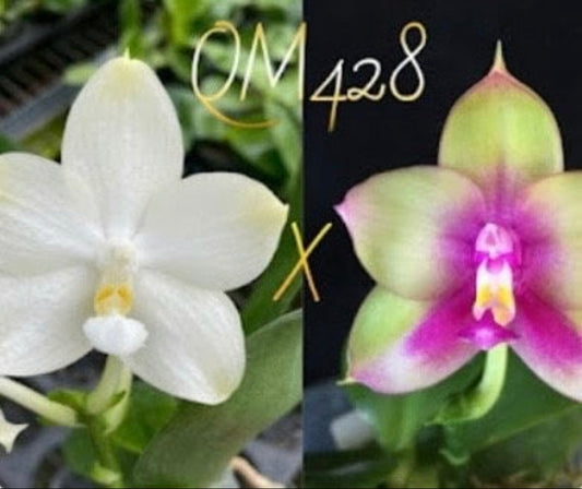 Phal.(Yaphon Image x Yungho Geblitz) green x Mituo Prince 'Rainbow'