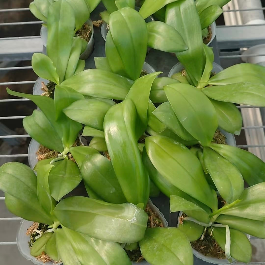 Young Phalaenopsis Blue Dragonfly orchids in 2.5 inch pots, ready for shipping. Great novelty orchid for collectors and indoor plant enthusiasts.