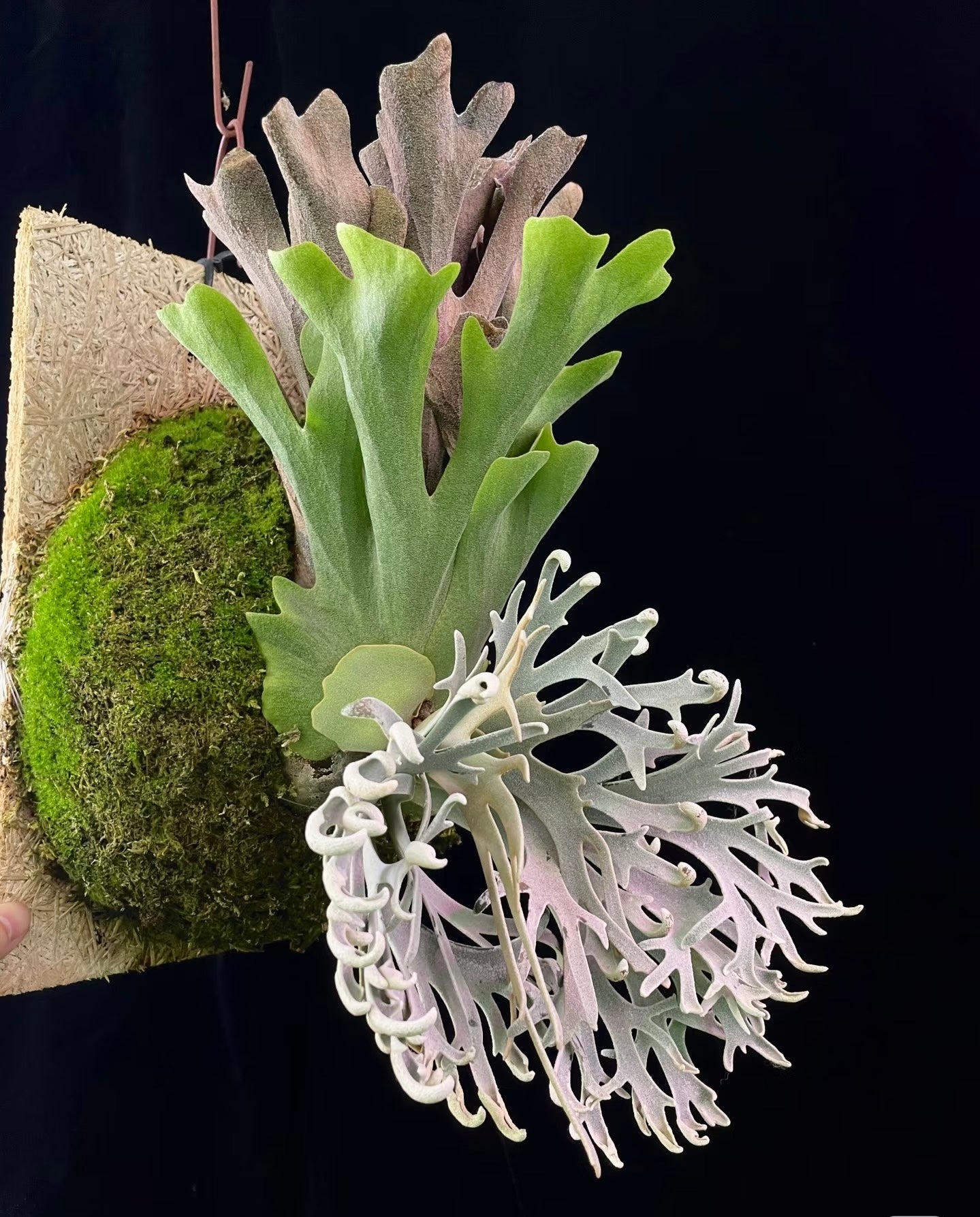 Side view of Platycerium Willinckii Pikachu pup with textured fronds and moss base. Ideal for collectors and indoor plant displays.