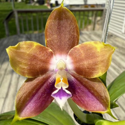 Phal. Mituo Princess X Phal. Mainshow Magic